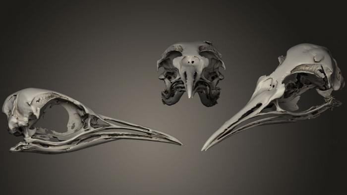 Anatomy of skeletons and skulls (ANTM_0238) 3D model for CNC machine